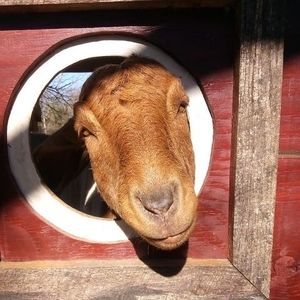 Meet your Posher, Samuel